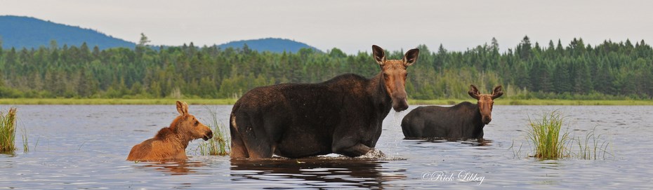 moose-calfs-930x350westside
