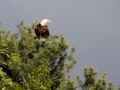 110603 6168    Bald Eagle  Copy 