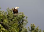 110603 6168    Bald Eagle  Copy 